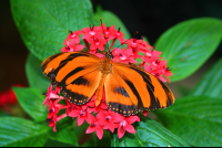        Orange Tiger Butterfly On Flowers La Paz Waterfall Gardens
  - Costa Rica