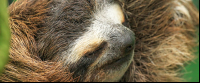 sloth sanctuary three toed face 
 - Costa Rica