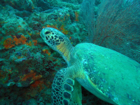        Pacific Green Sea Turtle
  - Costa Rica
