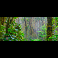 forest monteverde reserve trees in the fog
 - Costa Rica