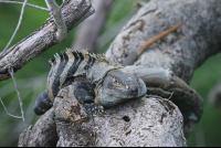        garrobo iguana
  - Costa Rica