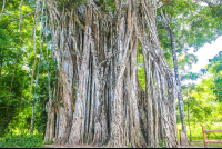 Cabuya Strangler Fig Tree Trunk View
 - Costa Rica