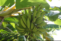 banana plant hotel nautilus santa teresa 
 - Costa Rica