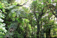 monetverde cloud forest reserve canopy 
 - Costa Rica
