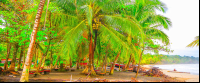 Coconut Palms Playa Manzanillo Limon
 - Costa Rica
