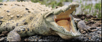 crocodile safari tour american croc 
 - Costa Rica