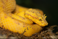        yellow pit viper monteverde 
  - Costa Rica