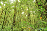 Forest Santa Elena Reserve
 - Costa Rica