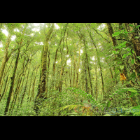 forest santa elena reserve
 - Costa Rica