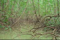 damas mangroves quepos 
 - Costa Rica