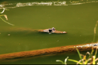 gandoca manzanillo wildlife refuge caiman 
 - Costa Rica