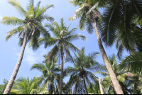 Palm Trees
 - Costa Rica