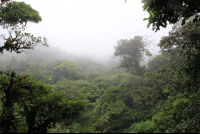        skywalk foggy view 
  - Costa Rica
