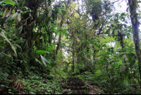        monetverde cloud forest reserve undergrowth 
  - Costa Rica