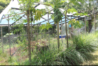 herb garden aquaponics tierrayfuego 
 - Costa Rica