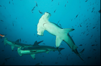        Hammerhead Sharks
  - Costa Rica