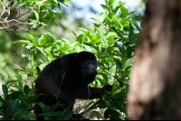        howler monkey nosara reserve 
  - Costa Rica