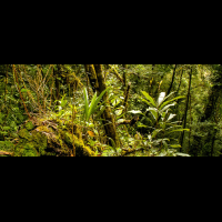 forest monteverde reserve 
 - Costa Rica