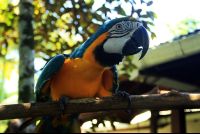 magellan inn blue macaw 
 - Costa Rica