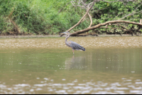 Gray Bird In The Tarcoles River
 - Costa Rica