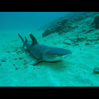 white tip reef shark
 - Costa Rica