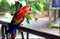 nauyaca waterfalls macaw 
 - Costa Rica