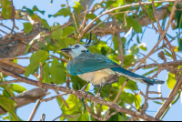 Magpie Jay Bird On A Tree Cabo Blanco
 - Costa Rica
