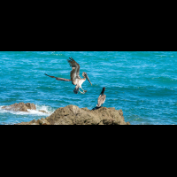 pelicans on rock montezuma
 - Costa Rica