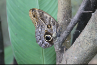 Owl Butterfly On A Branch
 - Costa Rica