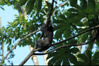kekoldi reserve attraction sloth 
 - Costa Rica