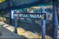 Turtle Hatchery Sign At Piro Beach Costa Rica
 - Costa Rica