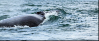 ballena aventura tour humpback closeup 
 - Costa Rica