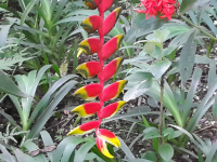 Heliconia Plant
 - Costa Rica