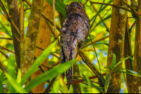 Owl Sierpe Mangler
 - Costa Rica
