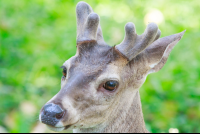        deer curu refuge 
  - Costa Rica