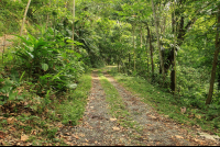        caribeans road inside cacao farm 
  - Costa Rica