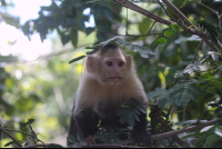        capuchin hides in trees 
  - Costa Rica