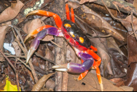 Los Congos Trail Manuel Antonio National Park Crab
 - Costa Rica