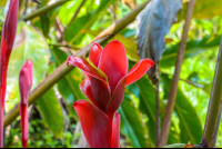        Flower In The Gardens Of Finca Exotica Carate
  - Costa Rica