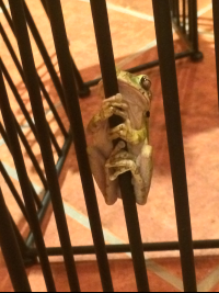 Green Frog Hotelleyenda
 - Costa Rica