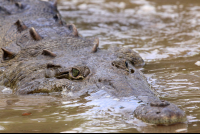 crocodile safari tour croc swimming 
 - Costa Rica