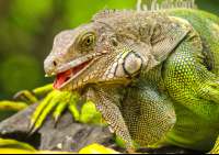 green iguana eating at gringo curts restaurant 
 - Costa Rica