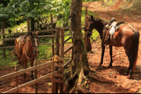 bijagual tour horses 
 - Costa Rica