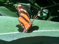 Orange Brown Butterfly
 - Costa Rica