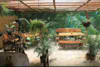 hanging plants over tables tierra y fuego 
 - Costa Rica