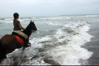 jungle beach horseback tour in waves 
 - Costa Rica