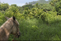 horse overlooking puntaislita 
 - Costa Rica