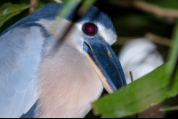 boat billed heron tortuguero 
 - Costa Rica