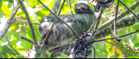 tortuguero destination sloth 
 - Costa Rica