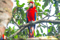        Macaw Standing San Pedrillo Station Corcovado
  - Costa Rica